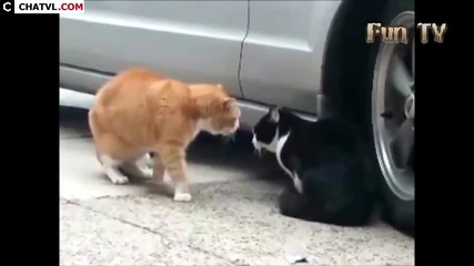 Компилация Смях ! - Funny Videos Funny Animal Best compilation 2015 (720p)