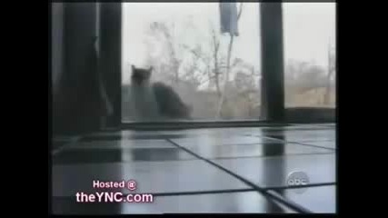 Най - забавното клипче с котки 
