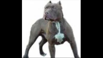 for all pit bulls fens