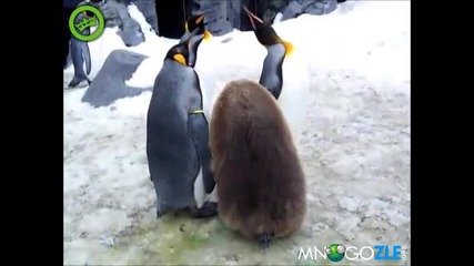 Пингвините са расисти Самотен пингвин 