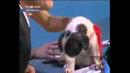Господари На Ефира - Куче И Котка