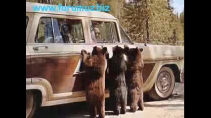 Funny Animals.wmv