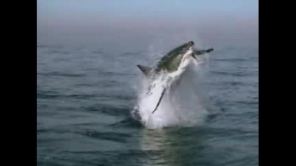 Атака на акула! /shark attack