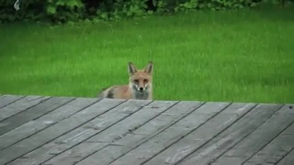 Палава лисица иска внимание от куче .