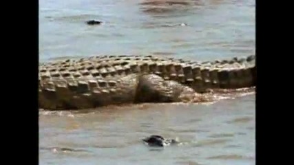 Лов на Крокодили 