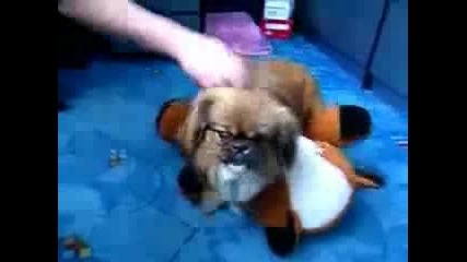 куче колабира след секс 