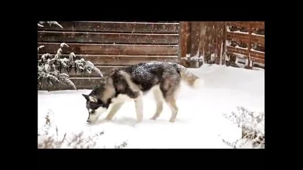 Хъски играе в снега