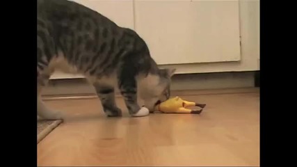 Смешен котешки живот