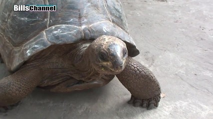 Най - големине костенурки на земята