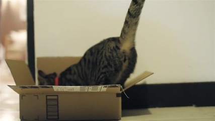 A Cat's Guide To Taking Care Of Your Human