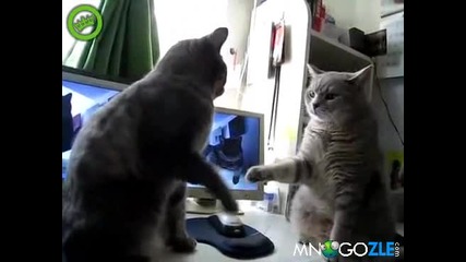 Котки си играят с лапите