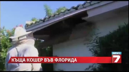 Пчели превръщат къща в кошер