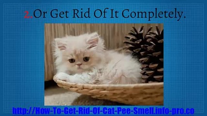 How To Get Cat Urine Out Of Carpet, How To Remove Cat Urine Smell From Carpet, Cat Spray Smell