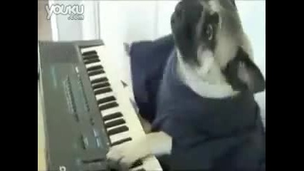 куче свири на йоника