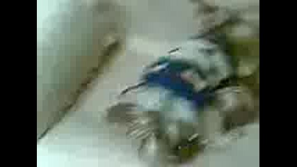 6anito 