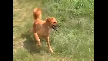 Dancing Dog