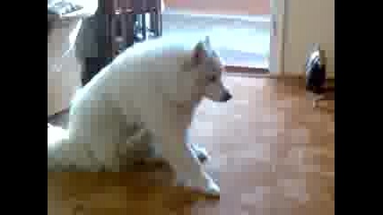 samoeda Tessy pee 