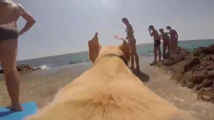 Кучето което няма търпение да се гмурне в морето!