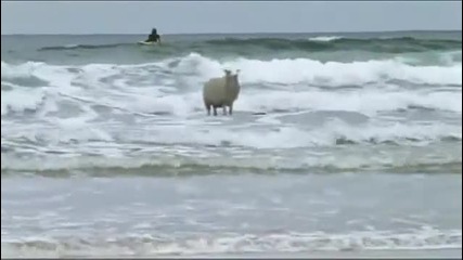 Смях* Овца кара сърф 