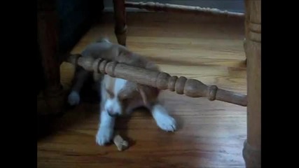 Kученце играе с кокала си