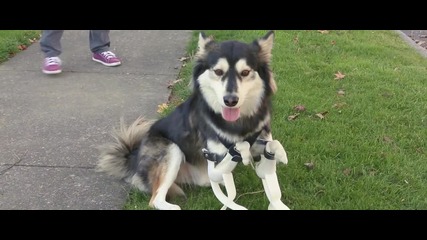 3d принтирани протези спасяват куче-инвалид
