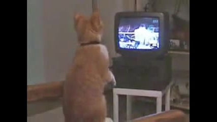 Котка Боксьор 