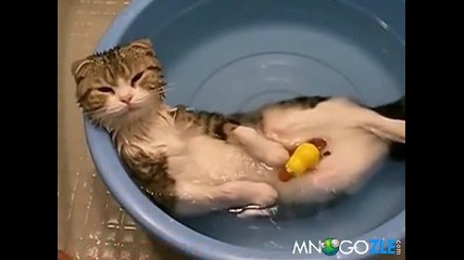 Сладко коте релаксира