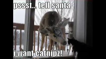 Very Funny Animals