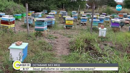 Нова порода прасета се очаква да възроди свиневъдството у нас