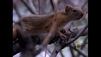 Black Mamba vs. Animal Kingdom