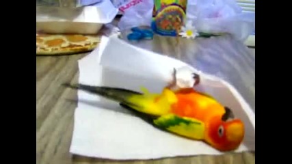 Супер красиво папагалче