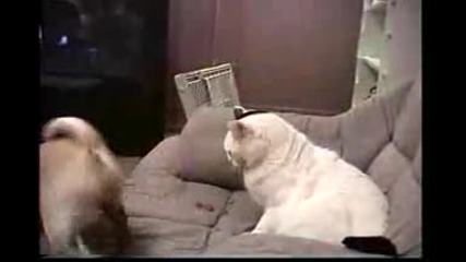 cat vs dog 