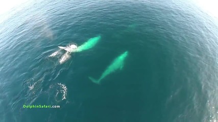 Смайващи кадри! Делфини в миграция. Семейство гърбати китове , малкото им в прегръдка с майка си !