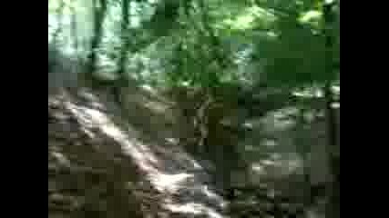 maklaud (tarzan) 