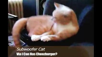 котка ми се клати като ненормална 
