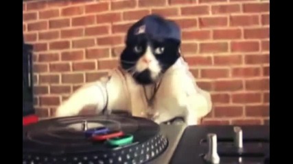 Dj Cat -video remix Hd (funny)