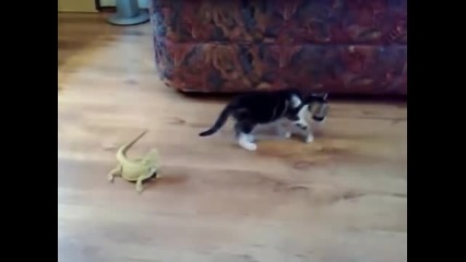 Котенце получава изненада от два гущера