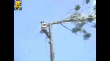 Глупак, ама глупак да видиш