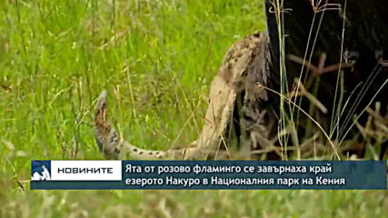 Ята от розово фламинго се завърнаха край езерото Накуро в Националния парк на Кения