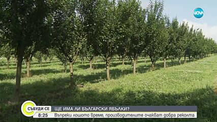Ще има ли български ябълки на пазара въпреки лошото време