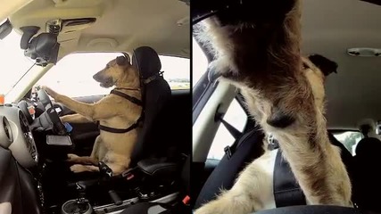 Първото куче в света,което е шофьор