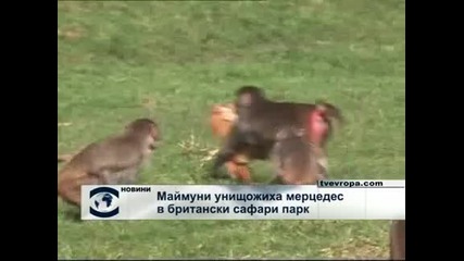 Маймуни потрошиха кола 