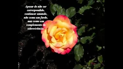 Declarao De Amor
