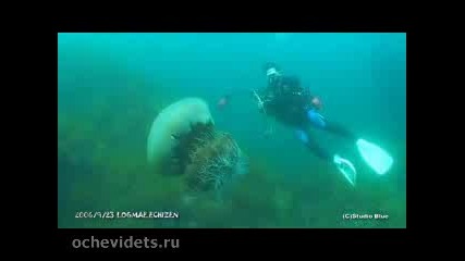 Огромна Медуза По - Бреговете На Япония
