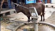 Умна крава пие вода от ръчна помпа