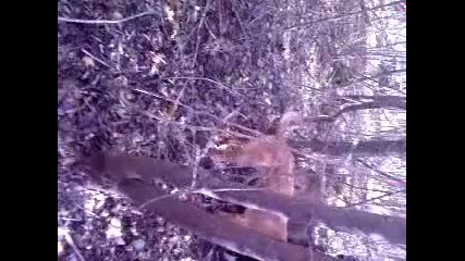 Видео - 0004 кошничари