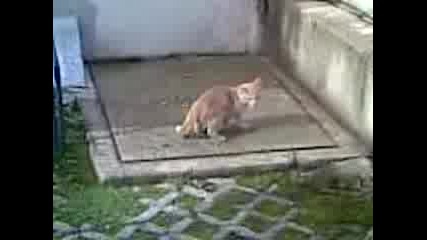 Kote