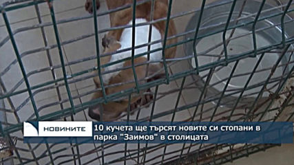 10 кучета ще търсят новите си стопани в парка "Заимов" в столицата