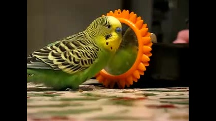 Целувки от говорящия папагал - Busy Buddy