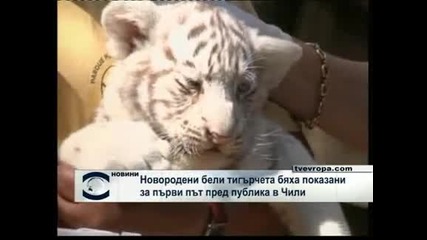 Новородени бели тигърчета, показани в Чили 